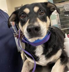 Shelter Stray Male Dog last seen STATE AND 7TH, SAN JACINTO, 581 S Grand Ave, San Jacinto, CA 92582, USA