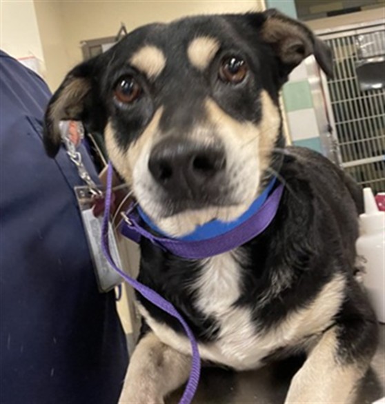 Shelter Stray Male Dog last seen STATE AND 7TH, SAN JACINTO, 581 S Grand Ave, San Jacinto, CA 92582, USA