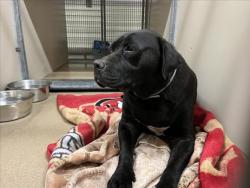Shelter Stray Male Dog last seen FOUNT ST, 16 Barnes Ct, Hayward, CA 94544, USA