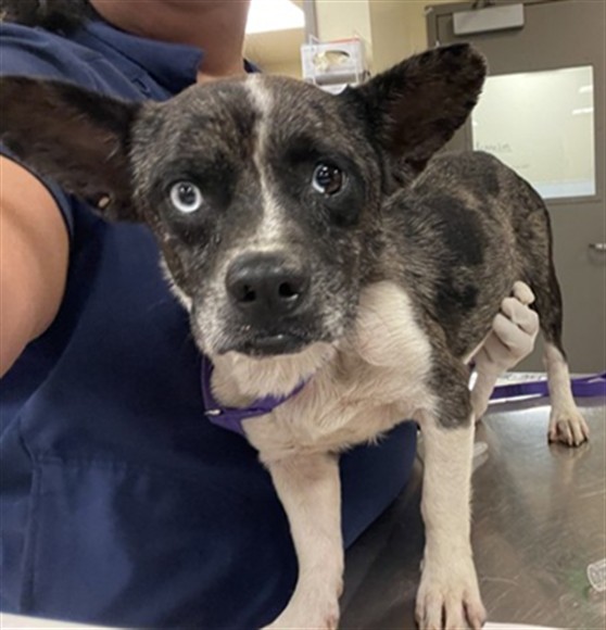 Shelter Stray Male Dog last seen Near BLOCK GRIFFITH WAY, HEMET CITY, 581 S Grand Ave, San Jacinto, CA 92582, USA
