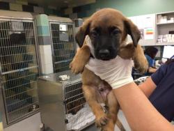 Shelter Stray Male Dog last seen FLORIDA/SAN JACINTO, SAN JACINTO CA 92582, 581 S Grand Ave, San Jacinto, CA 92582, USA