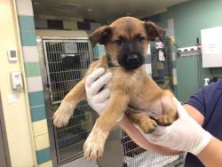 Shelter Stray Male Dog last seen FLORIDA/SAN JACINTO, SAN JACINTO CA 92582, 581 S Grand Ave, San Jacinto, CA 92582, USA