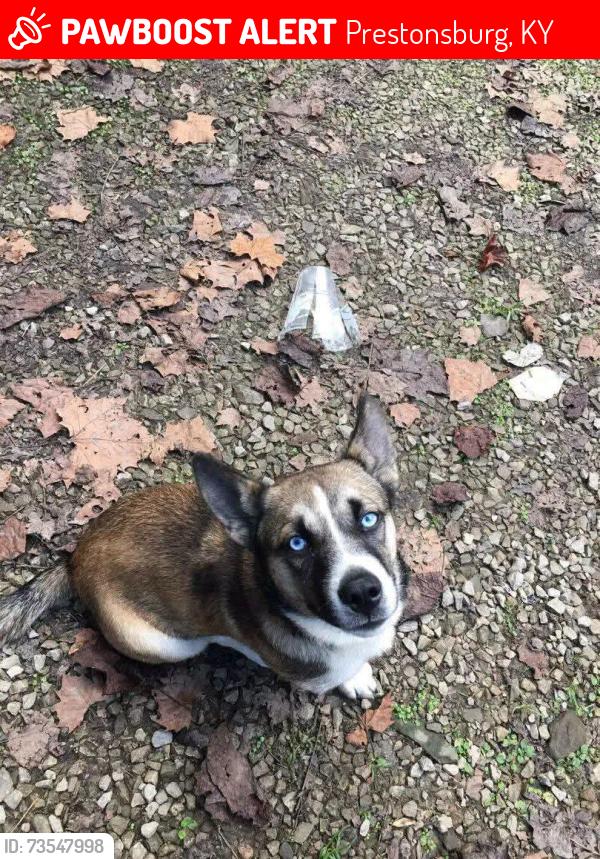 Lost Female Dog last seen Was on the way to the Cardinal Country Store, Prestonsburg, KY 41653
