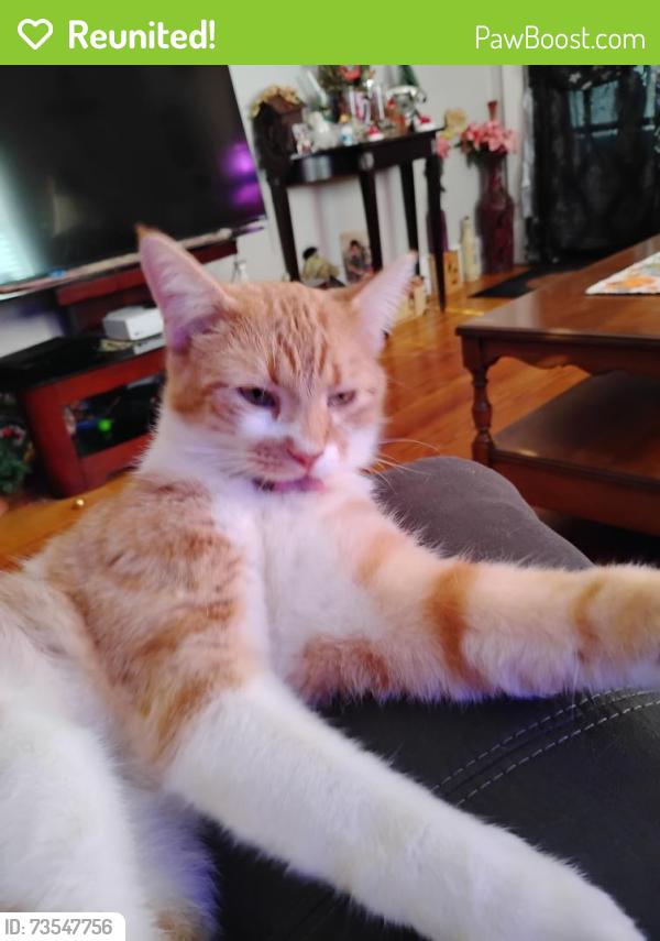 Reunited Male Cat last seen Near sunset Ave, Erlanger, KY 41018