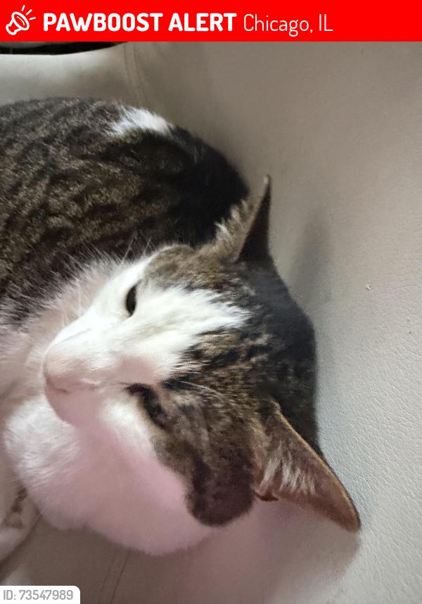 Lost Male Cat last seen Long, Chicago, IL 60641