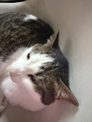 Lost Male Cat last seen Long, Chicago, IL 60641
