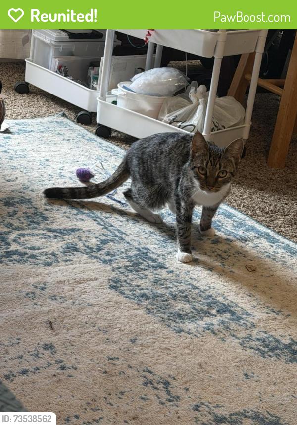 Reunited Female Cat last seen Regency, Greenville, NC 27858