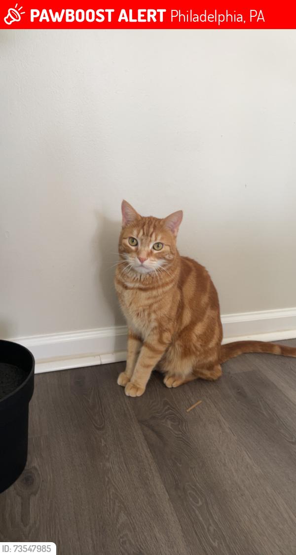 Lost Male Cat last seen Hill road, Philadelphia, PA 19128