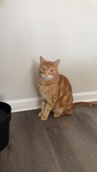 Lost Male Cat last seen Hill road, Philadelphia, PA 19128