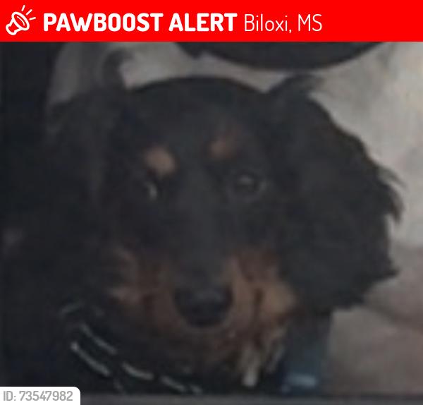 Lost Male Dog last seen Boomtown Casino Bloxi, Biloxi, MS 39530