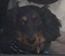 Lost Male Dog last seen Boomtown Casino Bloxi, Biloxi, MS 39530