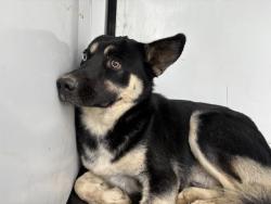 Shelter Stray Male Dog last seen Near BLOCK OLD ELSINORE RD, PERRIS, CA, 6851 Van Buren Boulevard, Jurupa Valley, CA 92509, USA