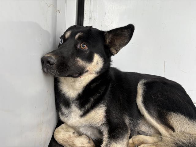 Shelter Stray Male Dog last seen Near BLOCK OLD ELSINORE RD, PERRIS, CA, 6851 Van Buren Boulevard, Jurupa Valley, CA 92509, USA