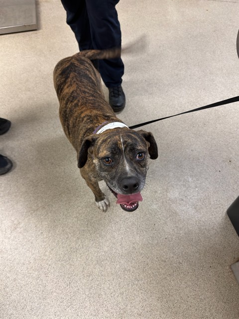 Shelter Stray Female Dog last seen Near BLOCK STRONG ST, RIVERSIDE, CA, 6851 Van Buren Boulevard, Jurupa Valley, CA 92509, USA