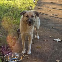 Found/Stray Male Dog last seen Dahlen st., Fort Worth, TX 76116