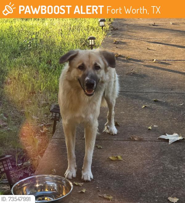 Found/Stray Male Dog last seen Dahlen st., Fort Worth, TX 76116