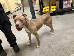 Shelter Stray Male Dog last seen Near BLOCK 33RD AVE S, SEATAC WA 98188 5113, 21615 64th Ave S, Kent, WA 98032, USA
