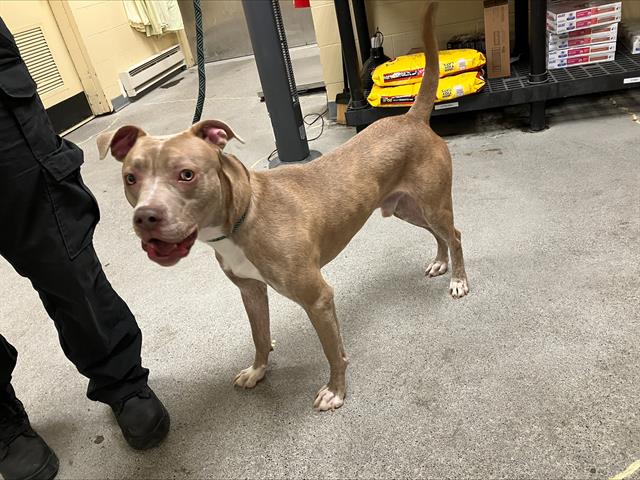 Shelter Stray Male Dog last seen Near BLOCK 33RD AVE S, SEATAC WA 98188 5113, 21615 64th Ave S, Kent, WA 98032, USA