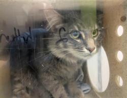 Shelter Stray Male Cat last seen Near BLOCK WEST LAKE DESIRE DR SE, RENTON WA 98058, 21615 64th Ave S, Kent, WA 98032, USA