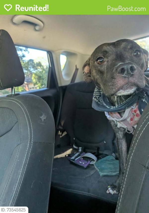 Reunited Female Dog last seen Near s center st, Statesville, NC 28677