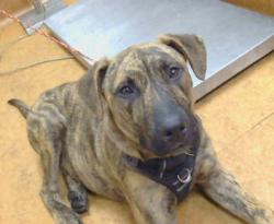 Shelter Stray Male Dog last seen ELKHORN BLVD/ 28TH ST, 95673, 3839 Bradshaw Rd, Sacramento, CA 95827, USA