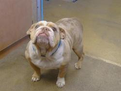 Shelter Stray Female Dog last seen RIVER RD/DEPOT LN, 95690, 3839 Bradshaw Rd, Sacramento, CA 95827, USA