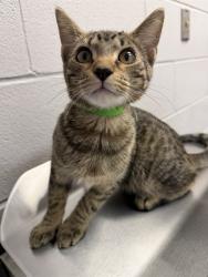 Shelter Stray Female Cat last seen Near BLOCK E. SMOKY HILL DR. CENTENNIAL CO, 4556 Castleton Ct, Castle Rock, CO 80109, USA