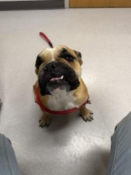Shelter Stray Female Dog last seen LAKE GULCH AND PLUM CREEK, 4556 Castleton Ct, Castle Rock, CO 80109, USA