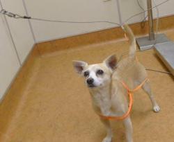 Shelter Stray Male Dog last seen WATT AVE/ LONGVIEW DR, 95660, 3839 Bradshaw Rd, Sacramento, CA 95827, USA
