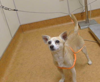 Shelter Stray Male Dog last seen WATT AVE/ LONGVIEW DR, 95660, 3839 Bradshaw Rd, Sacramento, CA 95827, USA