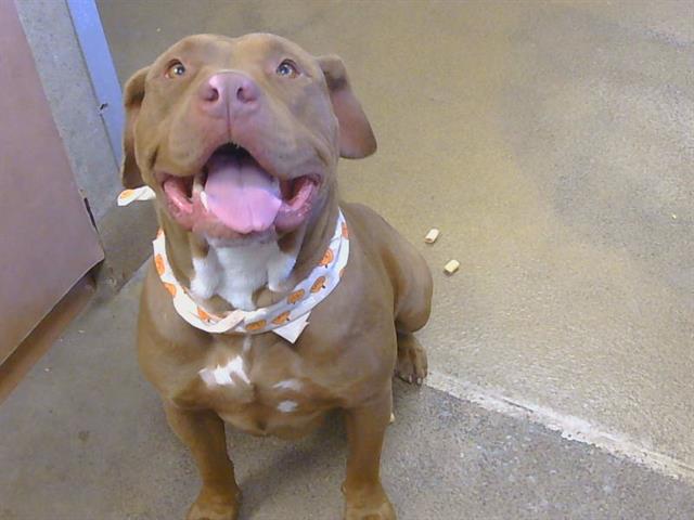 Shelter Stray Female Dog last seen MORSE AVE/ COTTAGE WAY, 95825, 3839 Bradshaw Rd, Sacramento, CA 95827, USA