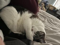 Reunited Female Cat last seen Via Hermosa and La Questa Dr, Danville, CA 94526