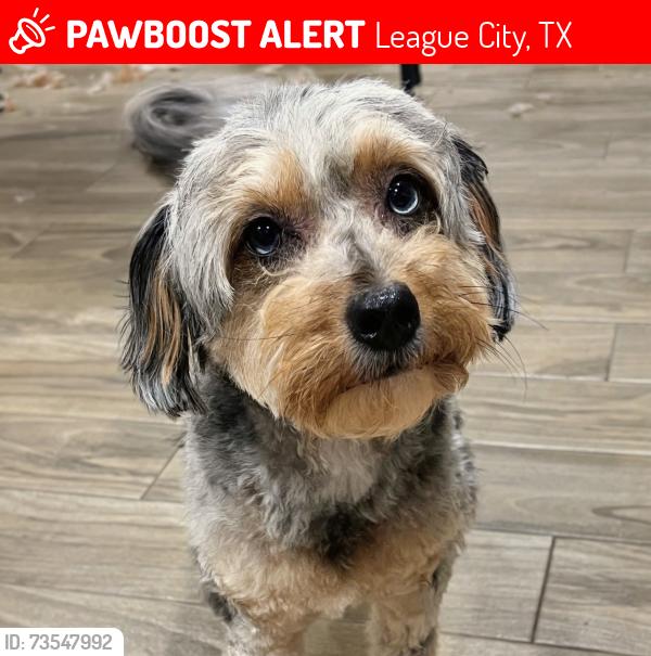 Lost Female Dog last seen Lauren lake dr and shore point, League City, TX 77573