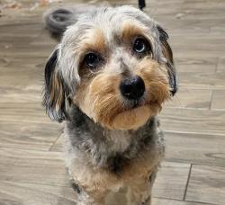 Lost Female Dog last seen Lauren lake dr and shore point, League City, TX 77573