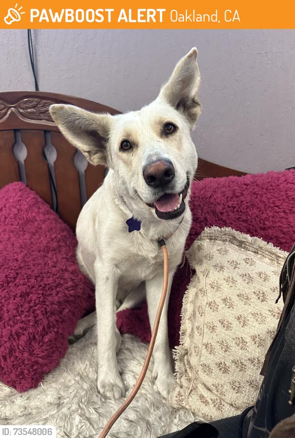Found/Stray Female Dog last seen 50th and San Leandro, Oakland, CA 94601