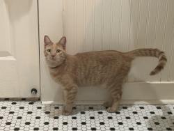 Reunited Male Cat last seen Near Mashburn and Blair St off MLK, Fayetteville, AR 72701