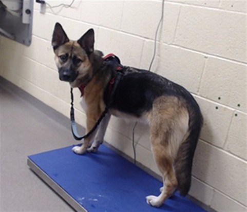 Shelter Stray Female Dog last seen Near BLOCK N LOWELL BLVD, DENVER CO 80204, 1241 W Bayaud Ave, Denver, CO 80223, USA