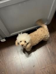 Lost Female Dog last seen Beaufort way Wesley lakes, McDonough, GA 30253