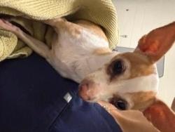 Shelter Stray Female Dog last seen , 11232 B Ave, Auburn, CA 95603, USA