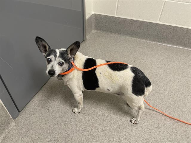 Shelter Stray Male Dog last seen S CANYON WAY, 11232 B Ave, Auburn, CA 95603, USA