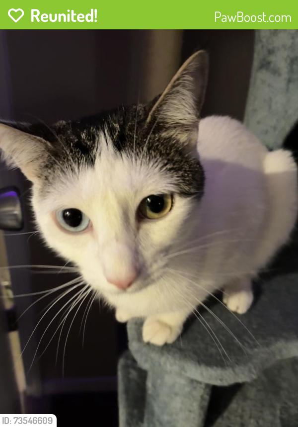 Reunited Female Cat last seen Near duchess drive, Denton, TX 76208