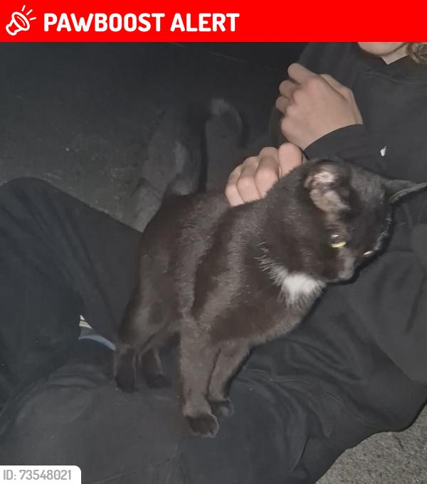 Lost Female Cat last seen Wath park, Wath upon Dearne, England 