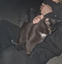 Lost Female Cat last seen Wath park, Wath upon Dearne, England 
