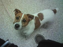 Shelter Stray Male Dog last seen Near BLOCK PALMER AVE, PUEBLO CO 81004, 4600 Eagleridge Pl, Pueblo, CO 81008, USA