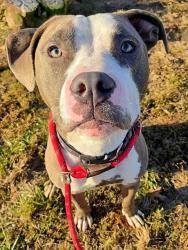 Shelter Stray Male Dog last seen BIG BEND, 10521 Baur Blvd, Olivette, MO 63132, USA
