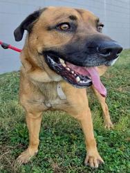 Shelter Stray Male Dog last seen HEMAN PARK - 7200 OLIVE ST, 10521 Baur Blvd, Olivette, MO 63132, USA