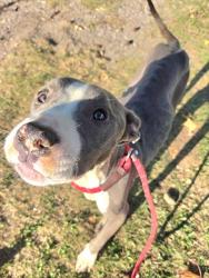 Shelter Stray Female Dog last seen Near BLOCK RIVERMEADOWS DR, 10521 Baur Blvd, Olivette, MO 63132, USA