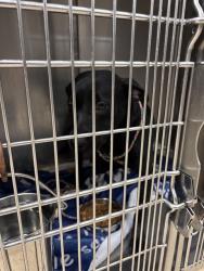 Shelter Stray Female Dog last seen PAGE AVE & N LINDBERGH BLVD-63043, 10521 Baur Blvd, Olivette, MO 63132, USA