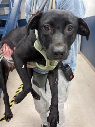 Shelter Stray Female Dog last seen PAGE AVE & N LINDBERGH BLVD-63043, 10521 Baur Blvd, Olivette, MO 63132, USA