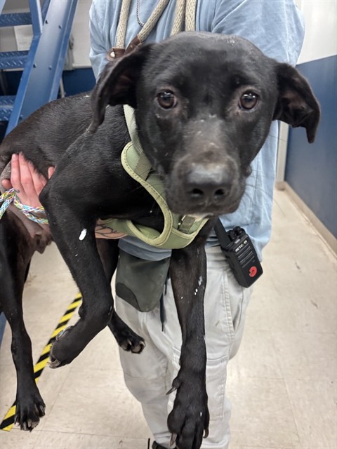 Shelter Stray Female Dog last seen PAGE AVE & N LINDBERGH BLVD-63043, 10521 Baur Blvd, Olivette, MO 63132, USA